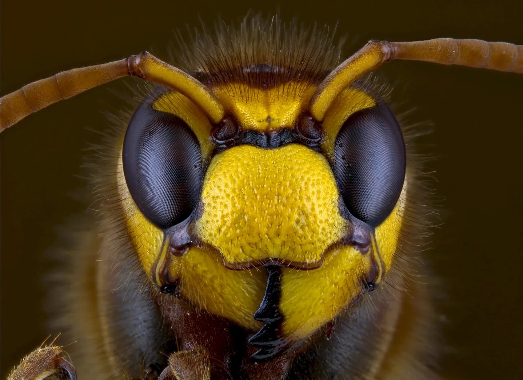 Сколько глаз в осы. Голова осы крупным планом. Глаз осы под микроскопом. Животные оса. Макросъёмка шершень.