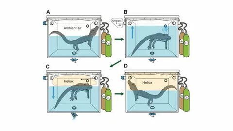 What do alligators on helium sound like? 