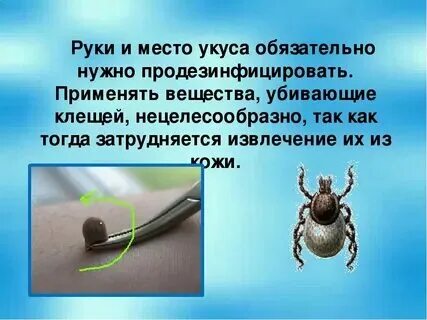 Какие антибиотики пропить при укусе клеща. Какие антибиотики пропить при укусе клеща