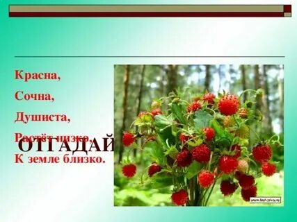 Растет низко к земле близко