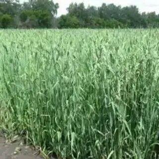 Характеристика сорта овса