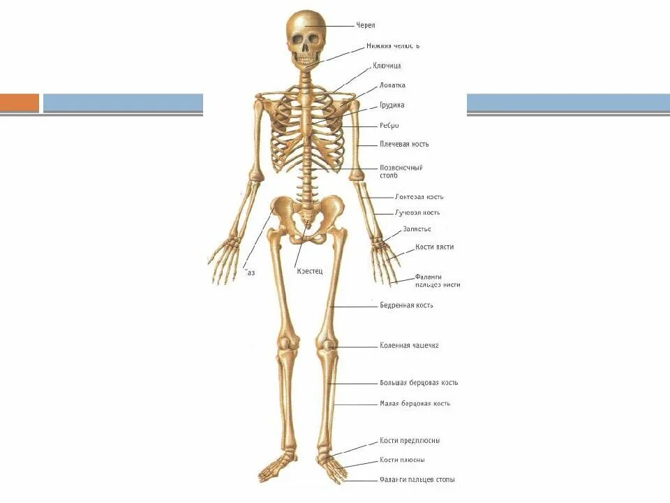 Скелетная система человека. Классификация скелета человека. Органы костной системы. Назвать строение костной системы человека?.