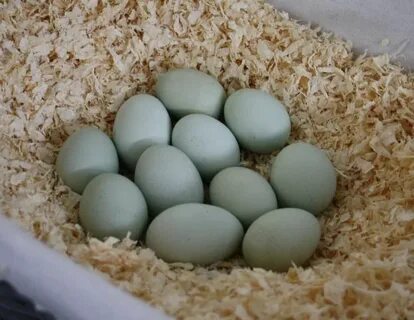 Куры с голубыми и зелеными яйцами