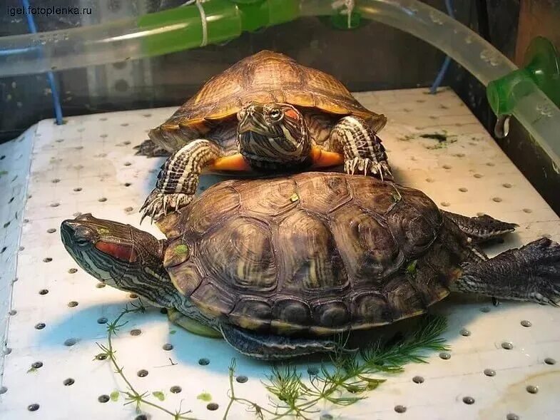 Красноухая черепаха. Какой размер красноухой черепахи. Какой размер красноухой черепахи. Красноухая черепаха сухопутная. Красноухая черепаха большая.