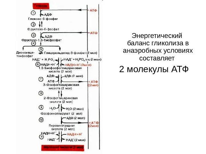 2 моль атф. Энергетический баланс АТФ В гликолизе. Энергетический баланс аэробного гликолиза биохимия. Анаэробный гликолиз АТФ. Энергетика аэробного гликолиза.