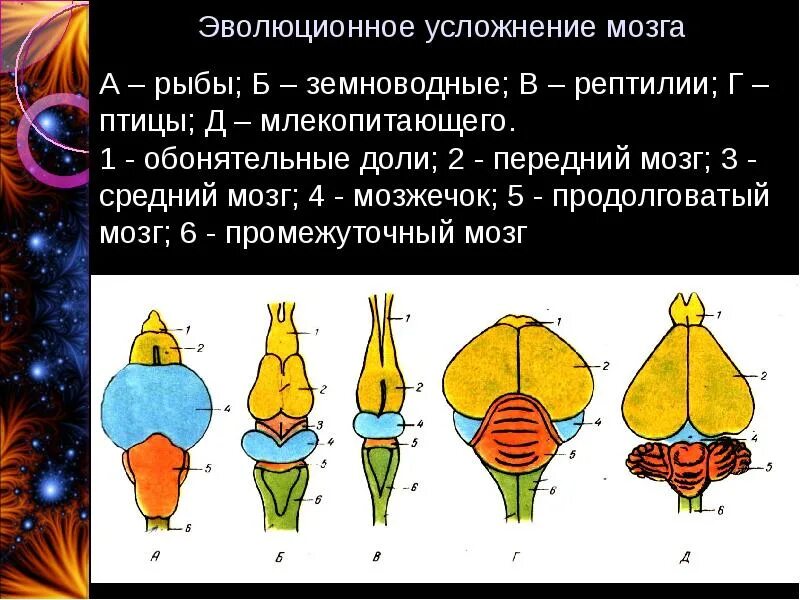 Центры мозга млекопитающих. Головной мозг млекопитающих. Головной мозг млекопитающих и птиц земноводных. Мозг птицы мозг млекопитающего. Мозг рыб земноводных пресмыкающихся.