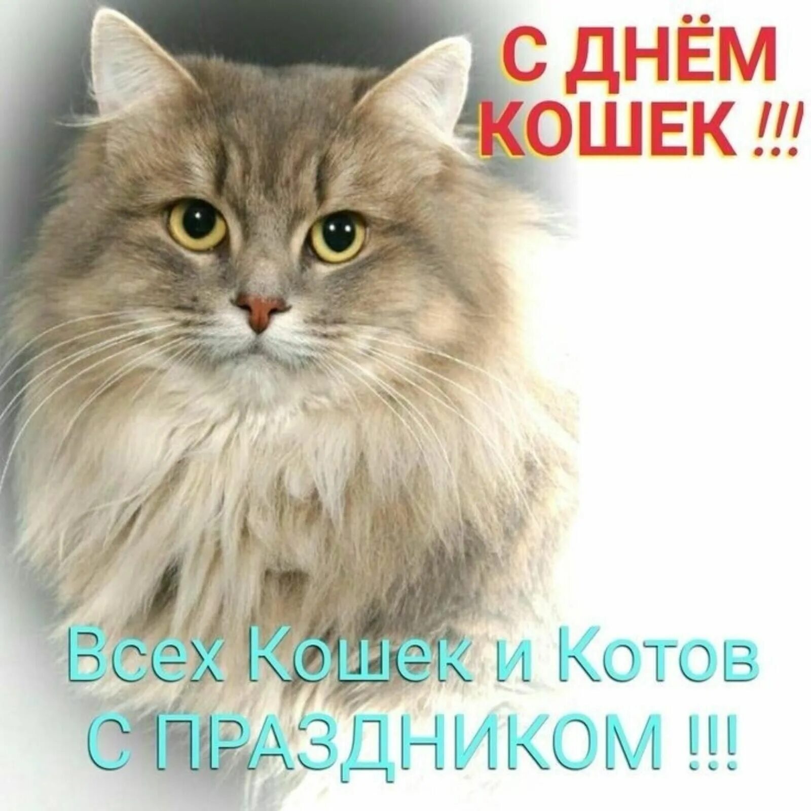 Когда день котов и кошек