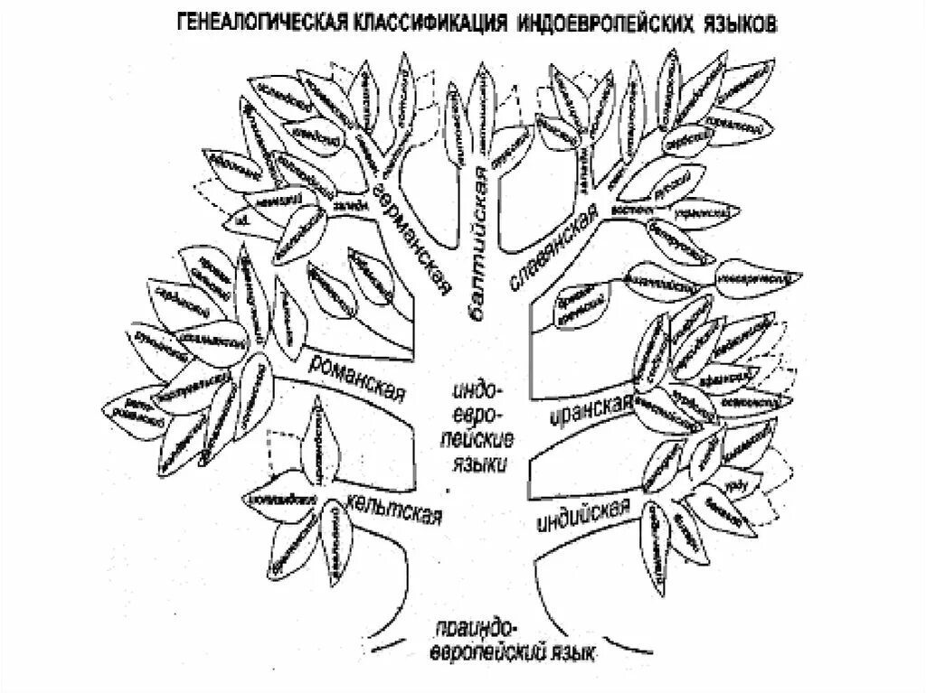 Славянская ветвь языков