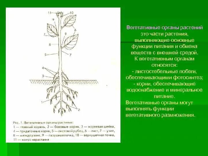 Формирование вегетативных органов. Формирование вегетативных органов