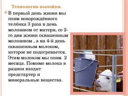 Сколько раз в день поить телят