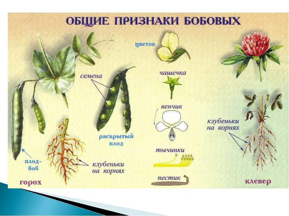 Покрытосеменные имеют плоды. Класс двудольные семейство бобовые. Семейства покрытосеменных растений бобовые. Семейство Мотыльковые бобовые плод. Класс двудольные семейство бобовые плоды.