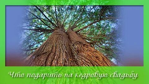 Кедровая свадьба сколько лет