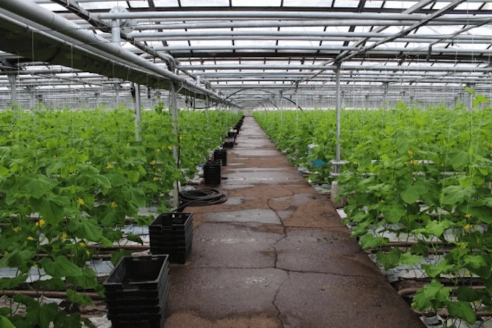 Совхоз алексеевский башкортостан уфа. Гусп совхоз алексеевский республики башкортостан. Совхоз алексеевский. Совхоз алексеевский уфа. Совхоз алексеевский.