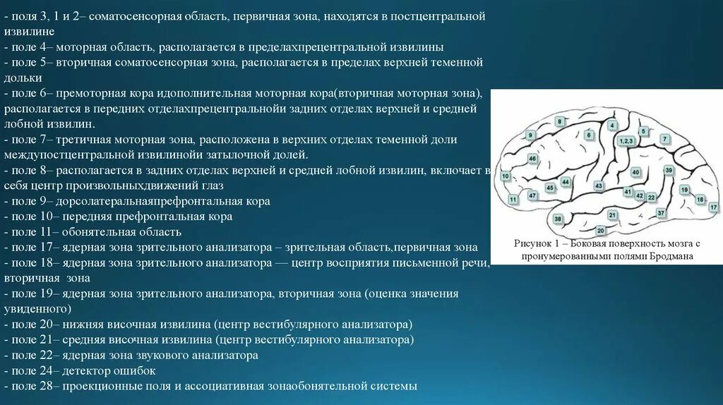 Какова функция коры. Поля Бродмана Соматосенсорная 2. Соматосенсорная зона коры больших полушарий. Первичные соматосенсорные поля коры.