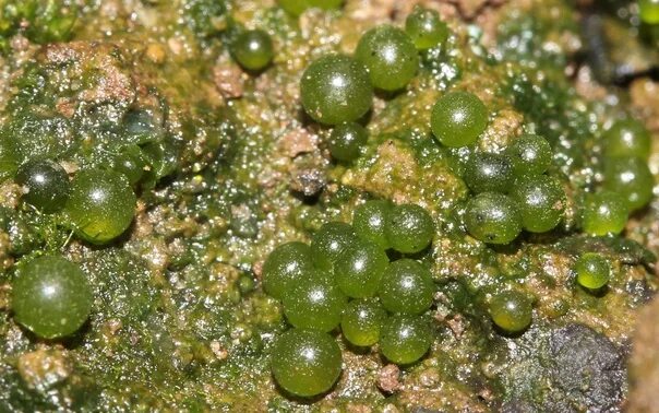 Водоросли в почве. Botrydium granulatum. Ботридиум водоросль. Botrydium granulatum-шаровидная водоросль. Отдел жёлто-зелёные водоросли (Xanthophyta).