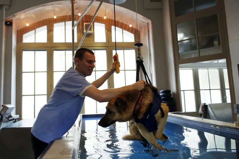 Реабилитационный центр для животных. Реабилитация собак. Гидротерапия для собак. Центр реабилитации собак. Реабилитация собаки после операции