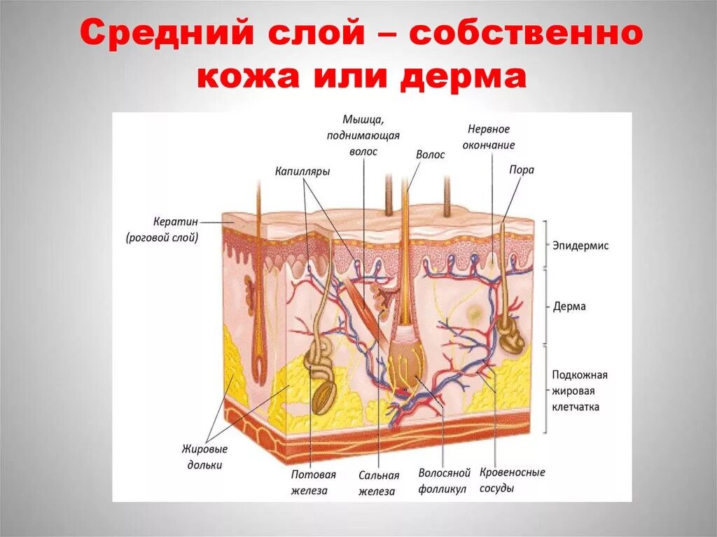 Таблица кожи человека. Строение кожи слой строение функции. Дерма кожи строение функции. Название слоев кожи строение и функции. Слои кожи строение и функции таблица.