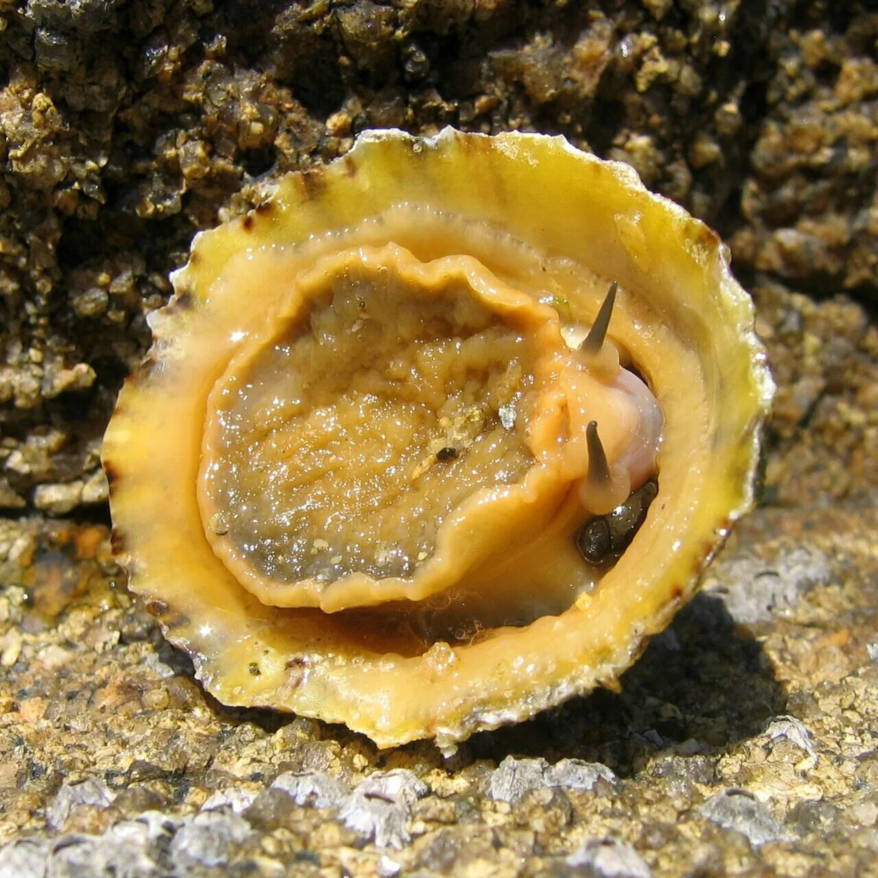 Моллюски корень. Моллюск пателла Черноморская. Морские блюдечки Patella. Морское блюдечко моллюск. Морское блюдечко (Patella Ulyssiponensis) —.