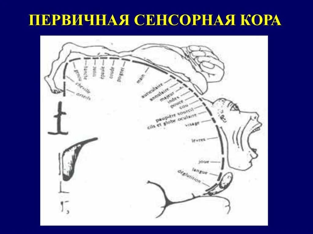 Первичные сенсорные. Вторичная сенсорная зона. Вторичные зоны коры головного мозга. Центральный корковый отдел анализатора. Первичные вторичные и третичные поля коры больших полушарий.