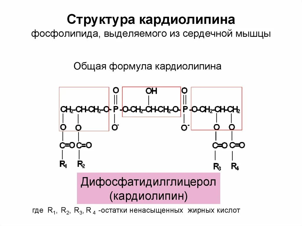 Фосфолипиды общая формула. Кардиолипин биологическая роль. Общая формула фосфолипидов. Кардиолипин гидролиз.