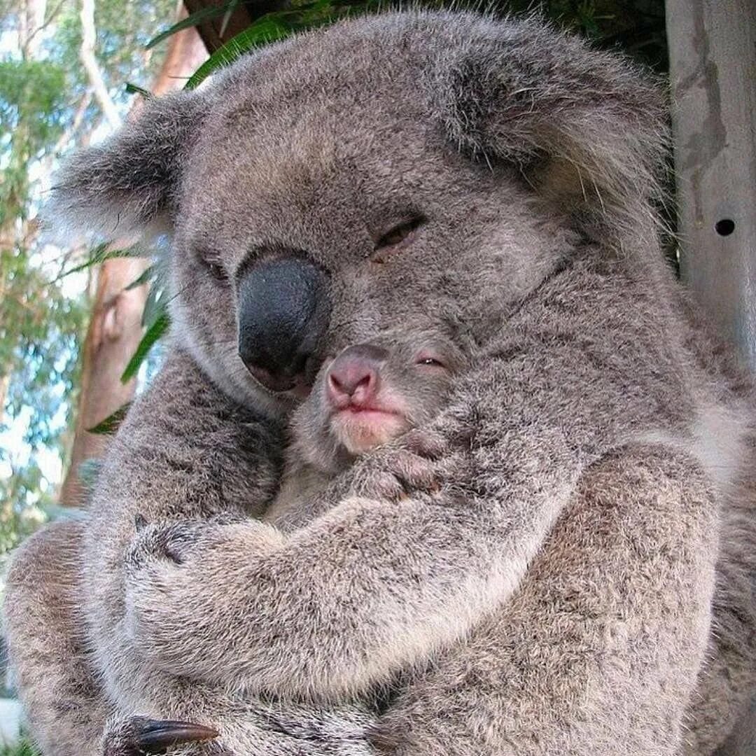 Коала мама. Карликовая коала. Коала сумчатое животное. Коала с детенышем. Новорожденная коала.