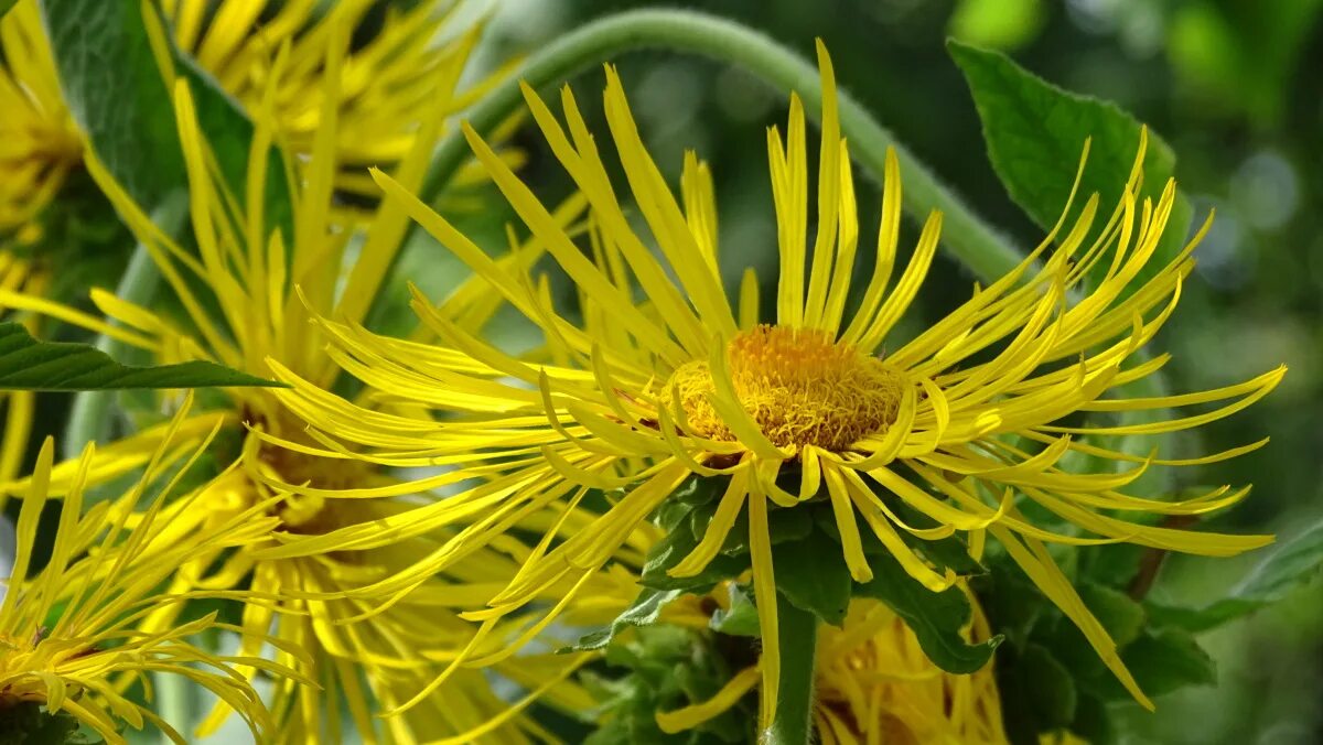 Девясил высокий. Девясил inula helenium. Девясил голден еллоу. Девясил магические свойства. Девясил inula helenium.
