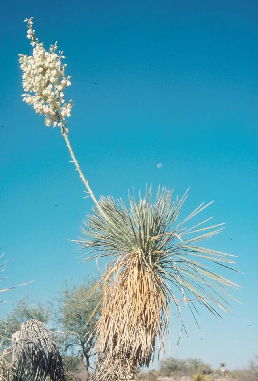 Юкка это еда. Yucca elata. кактус юкка. цветущая yucca elata. yucca faxoniana.