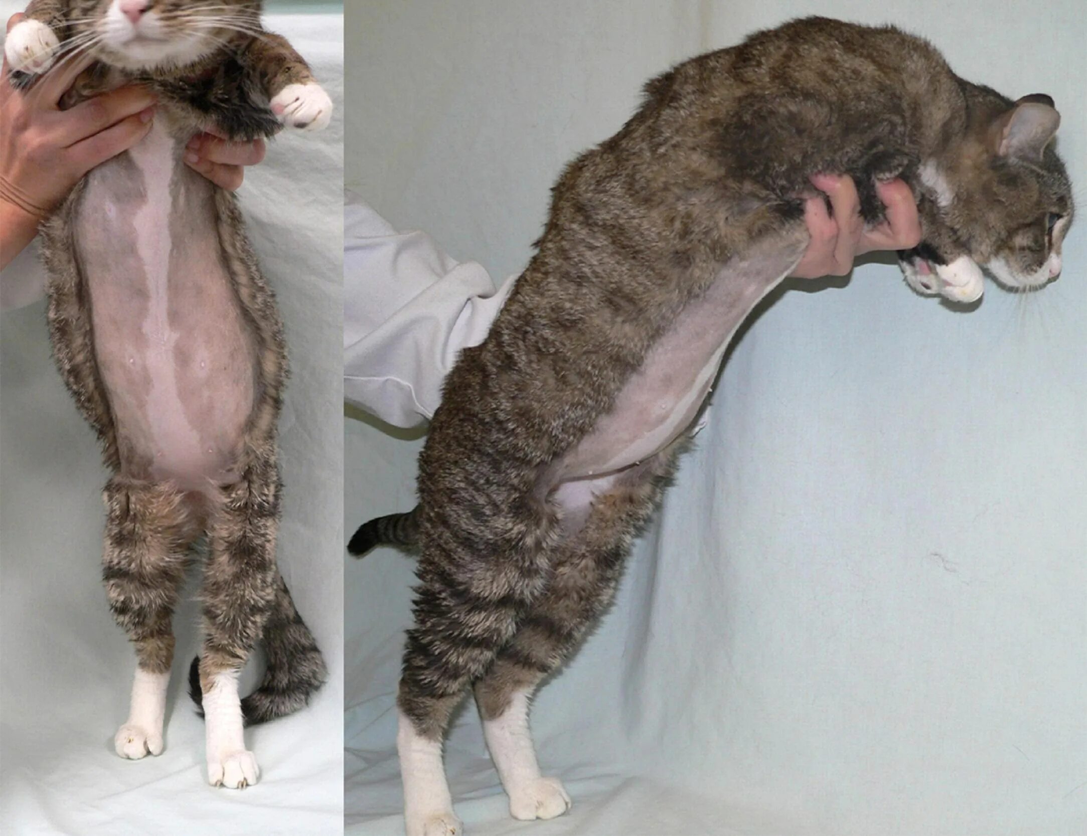 Живот котенка. Живот котенка