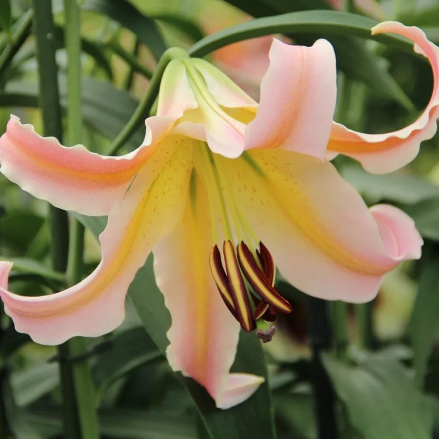 Лилия Элюзив (от-гибрид). Лилия Lilium elusive. Лилия Сабанета (от-гибрид). Лилия от-гибрид "elusive". Луковицы лилий от гибридов