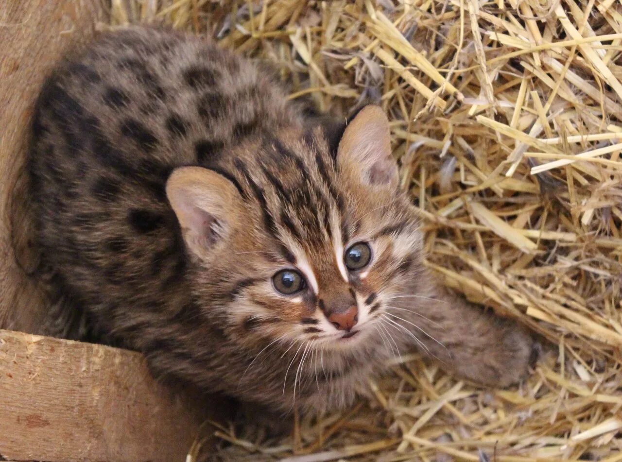 Амурский лесной кот Пикабу