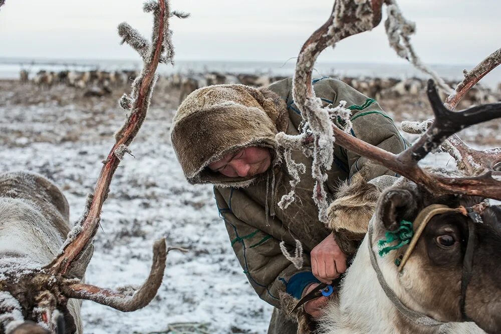 Ненцы охота. Ненцы оленеводы. Манси оленеводы. Ненцы Ямала.