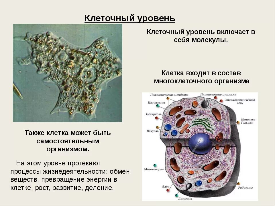 Основа клетки живого организма. Клеточный уровень организации живого. Клеточный уровень биология 9 класс. Клеточный уровень организации жизни. Уровни организации клетки.