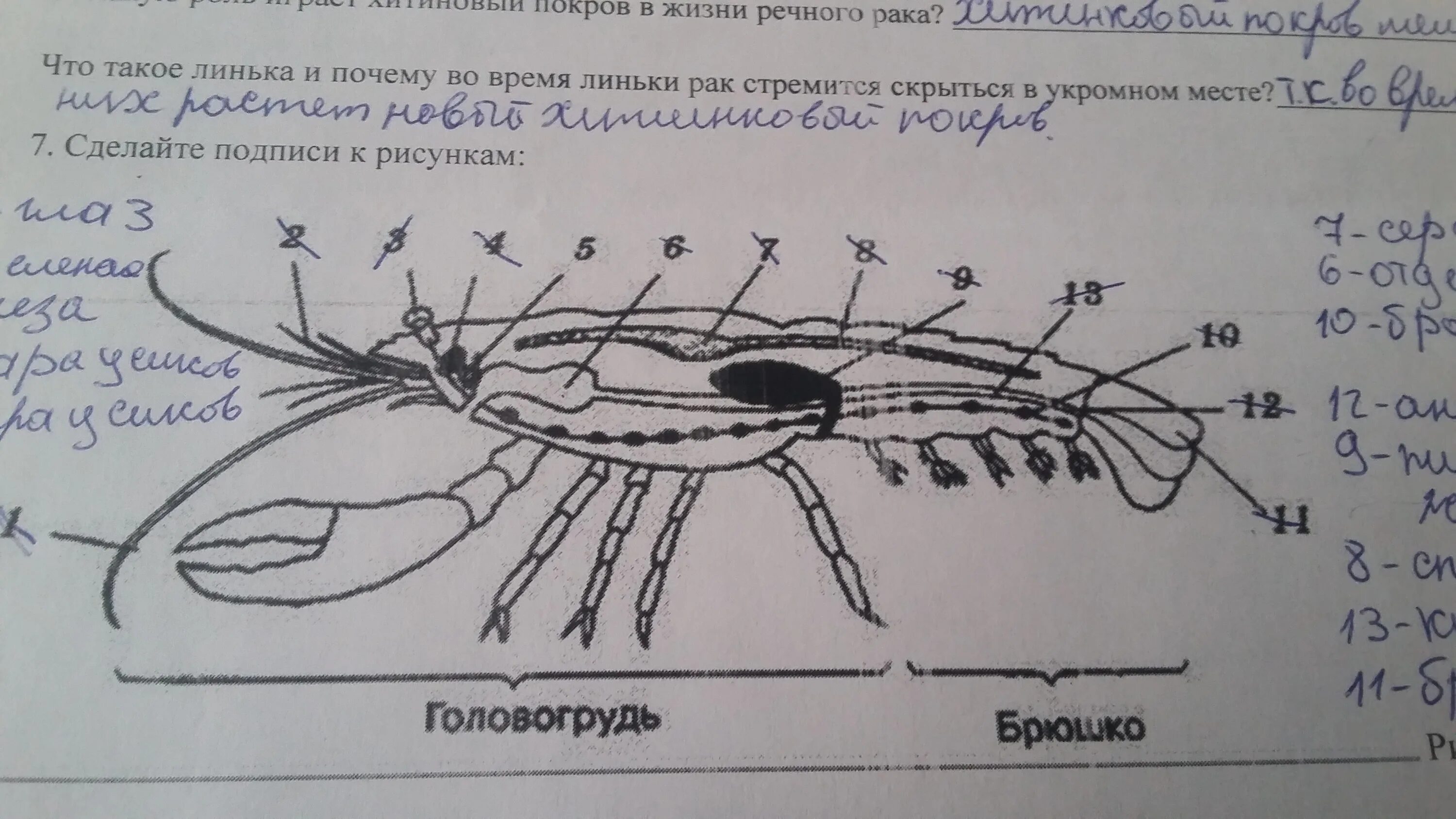 Сделайте подписи к рисунку строение. Внешнее строение креветки рисунок. Отделы тела креветки. Креветка строение биология. Строение креветки 7 класс.