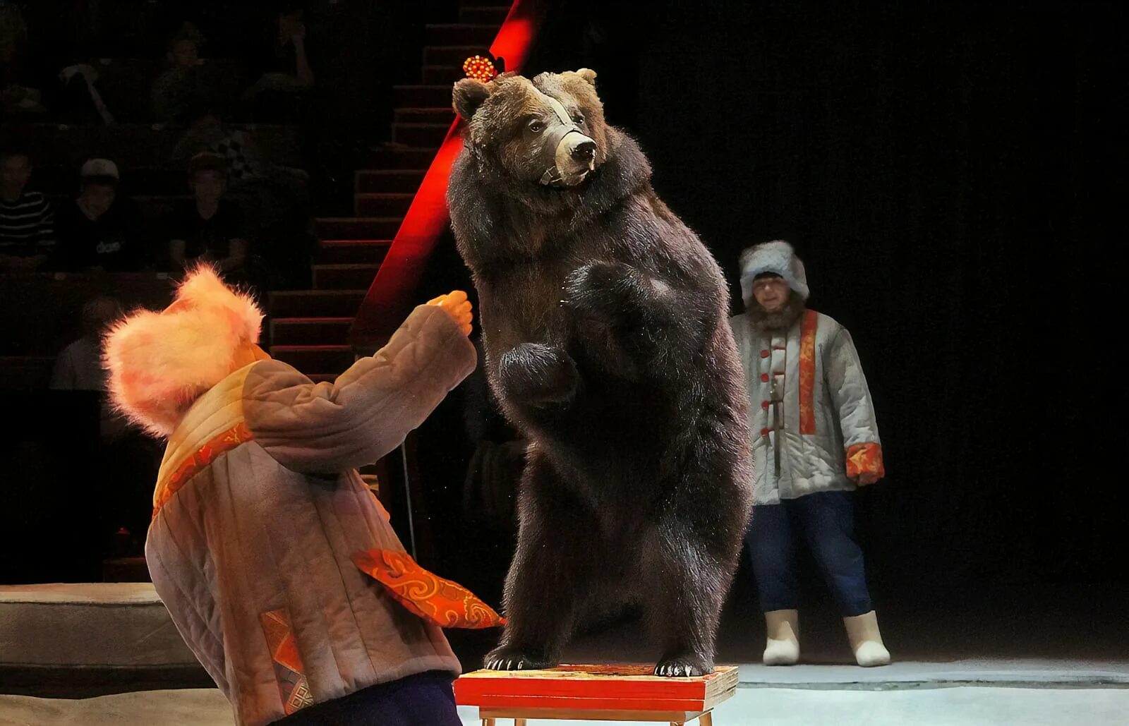 Дрессированный медведь. Медведь в цирке. Дрессированный медведь. Дрессированный медведь. Дрессированный медведь.