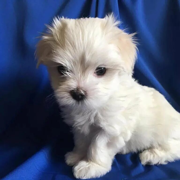 Мальтийская болонка фото цена в рублях Maltese puppy Maltese haircut, Maltese dogs haircuts, Dog haircuts