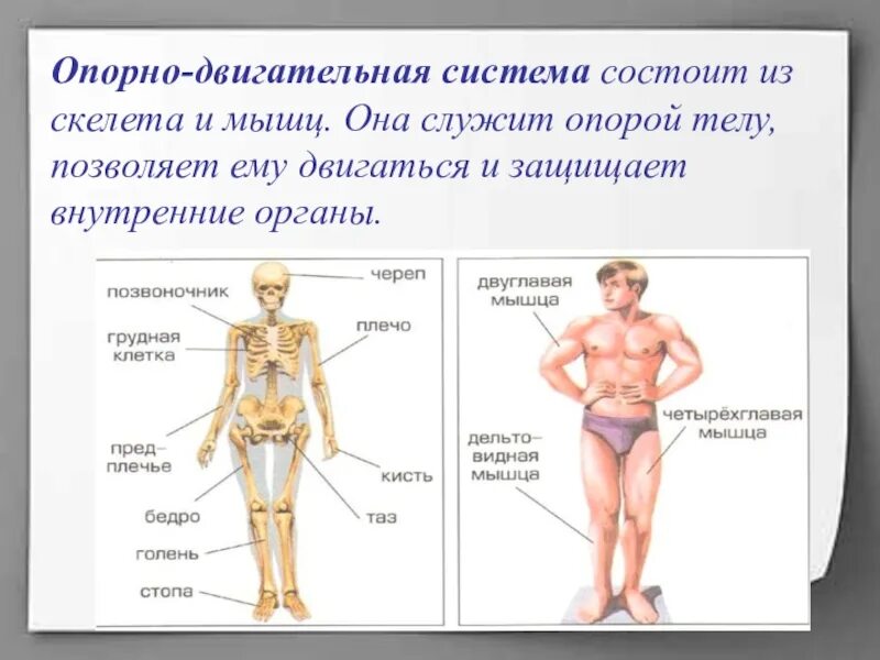 Опорно двигательная система состоит из скелета. Опорно двигательная система скелет туловища. Опорно-двигательная система человека состоит из скелета и мышц. Опорно-двигательная система человека 3 класс окружающий мир. Парные органы в организме