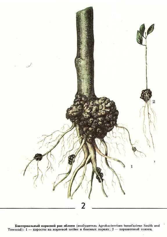 Плавно корень. Корончатый Галл яблони. Гниль корневой шейки груши. Фитофтороз корневой шейки яблони.