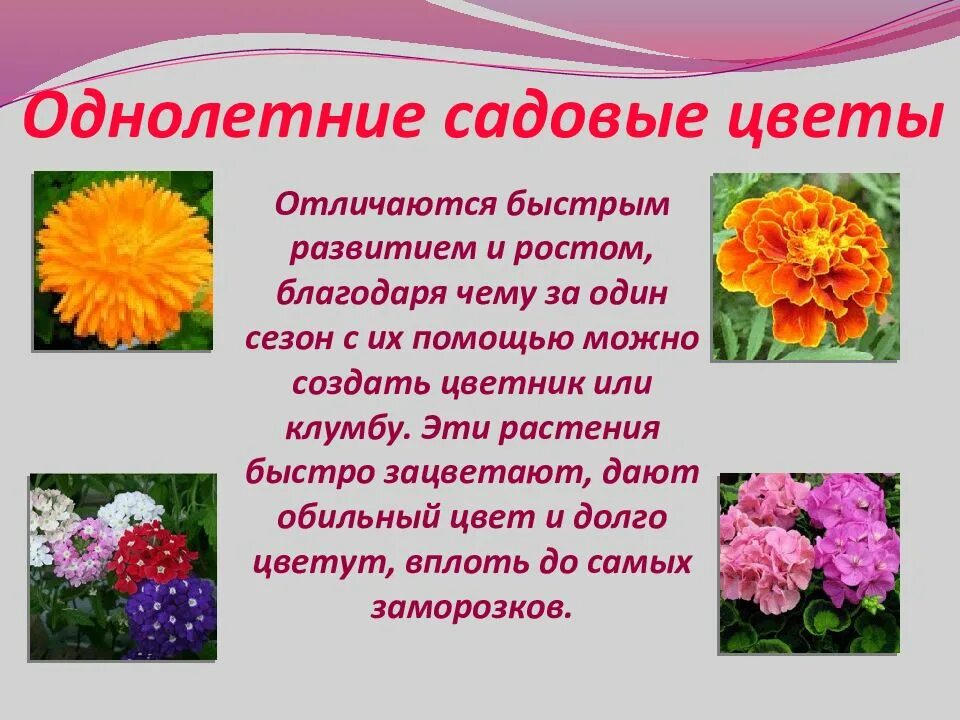 Презентация декоративное цветоводство 7 класс