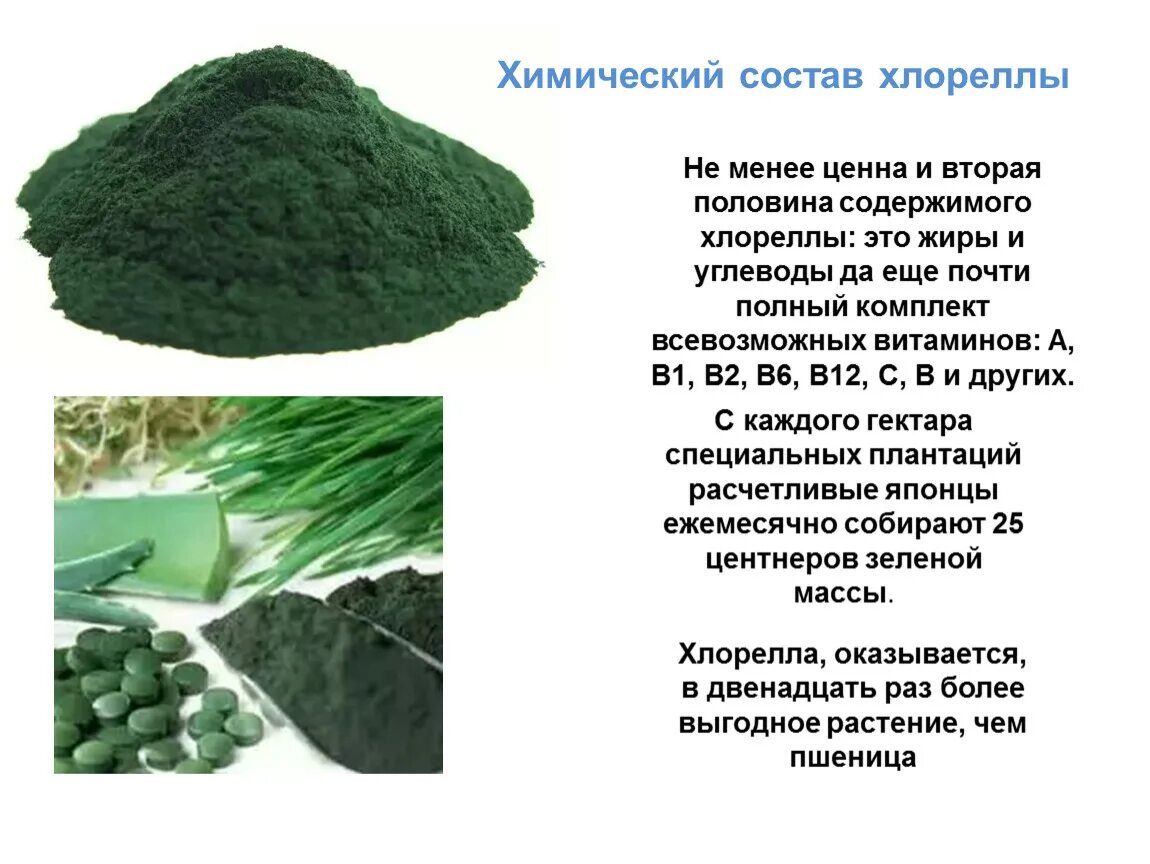 Хлорелла сообщение 7 класс. Хлорелла состав. химический состав хлореллы. хлорелла витамины. хлорелла состав витаминов.