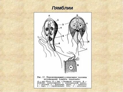 Лямблия какой класс