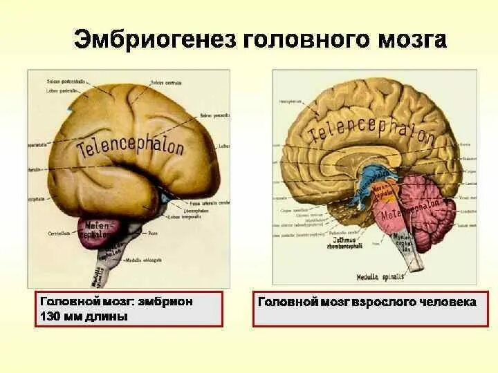 3 пузыря мозга. Эмбриогенез головного мозга схема. Стадии развития головного мозга человека анатомия. Схему развития головного мозга человека. Эмбриогенез головного мозга человека.