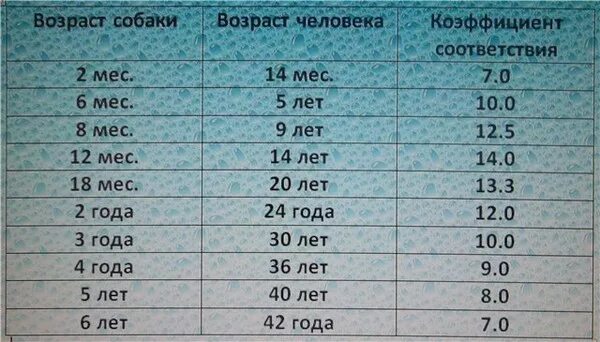 Собака по человеческому возрасту. Собачьи года. Сколько лет живут собаки. Возраст собаки по человеческим. Собачий Возраст.