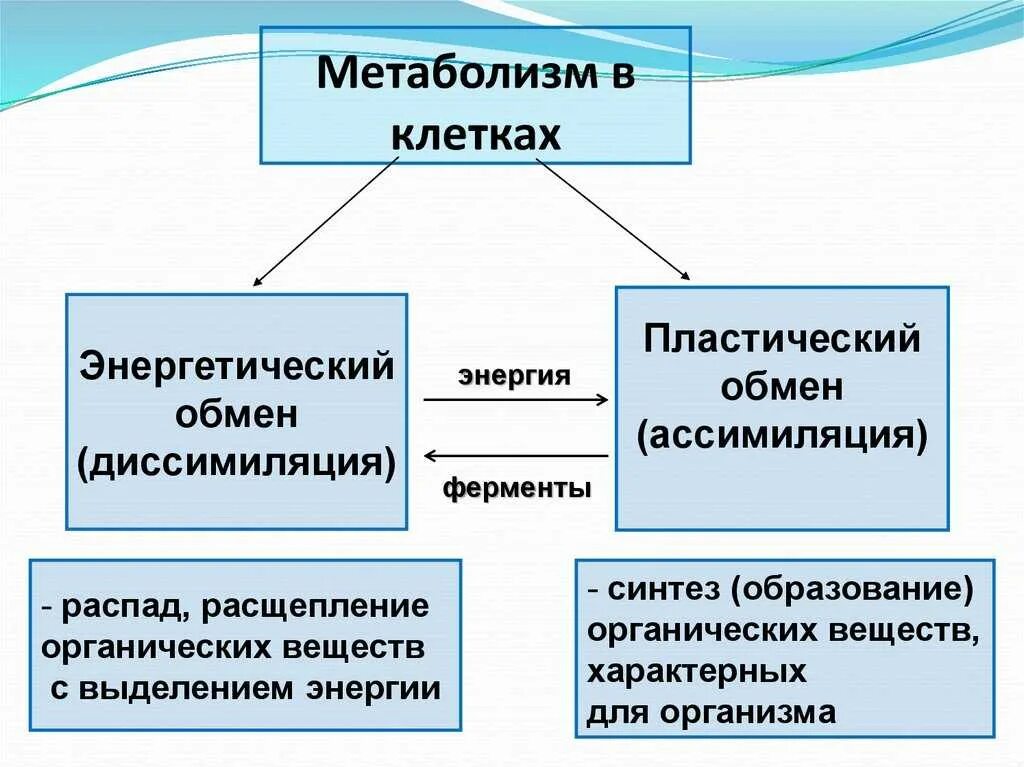 Пластический обмен веществ это процесс. Взаимосвязь пластического и энергетического обмена схема. Обмен веществ пластический и энергетический обмен 8 класс. Пластический обмен схема. Схема обмена веществ пластический и энергетический обмен.