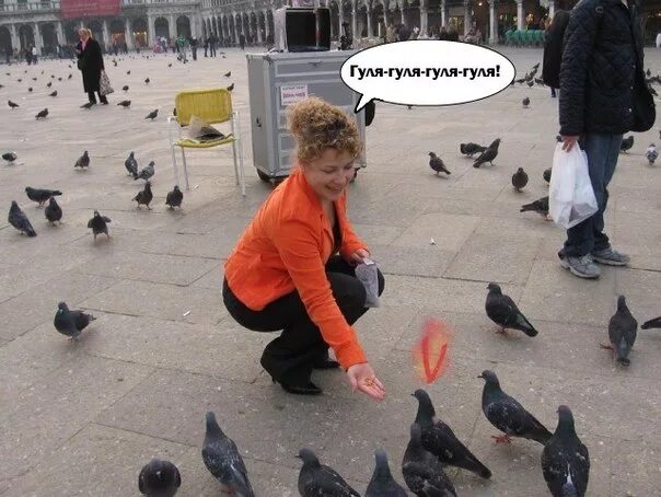 гули гули голуби. гули гули сургут. голубь гуль. одноклассники гули гули гули. одноклассники гули гули гули.