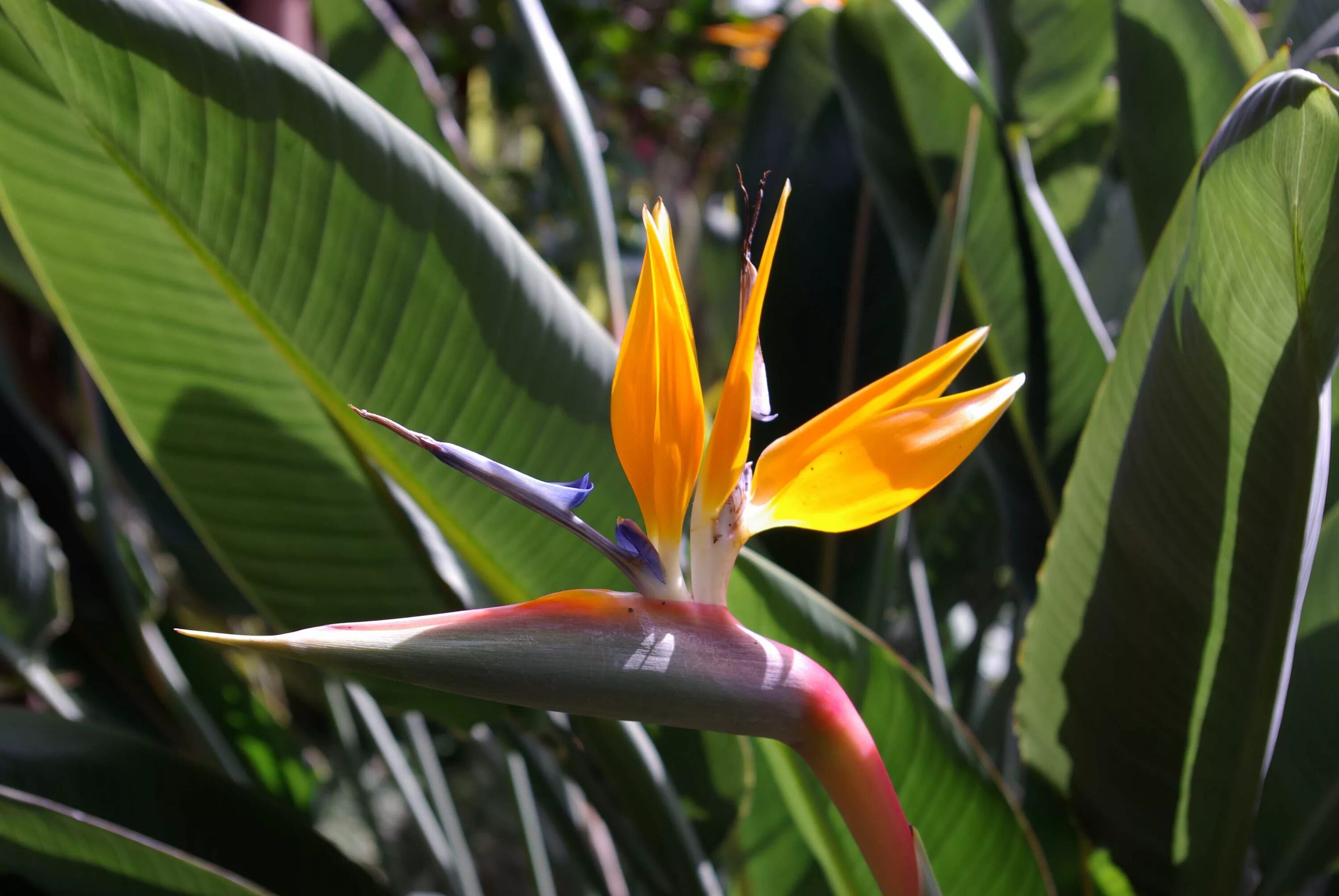 Стрелитция Королевская. Стрелиция Reginae. Strelitzia Reginae Стрелиция Королевская. Strelitzia Reginae (Стрелиция, Стрелиция). Стрелиция королевская купить