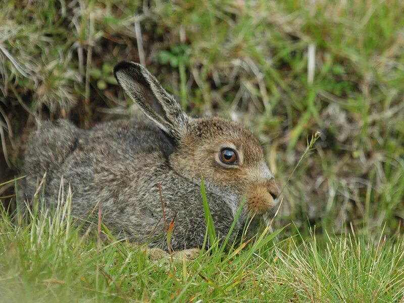 зайчата под кустом. заяц под березой. заяц под березой. заяц лесной. зайцы объели кору.