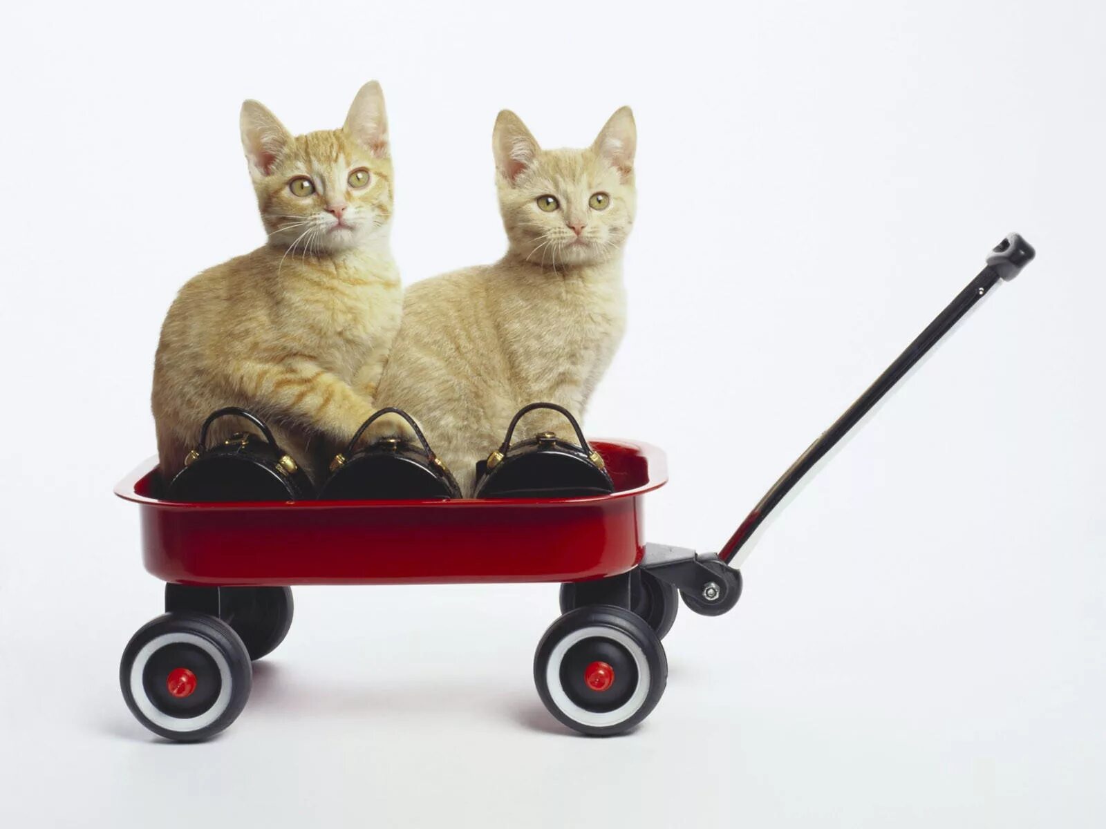 Кот с тележкой. Кошечка с тележкой. Кошка в телеге. Машинка для котов.