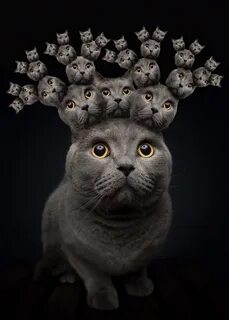 Эффект кошки