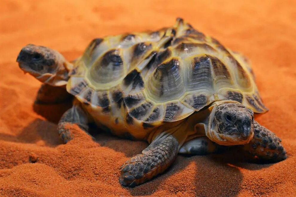 Среднеазиатская черепаха двухголовая. Капская черепаха. Среднеазиатская черепаха. Черепахи Turtle Tortoise.