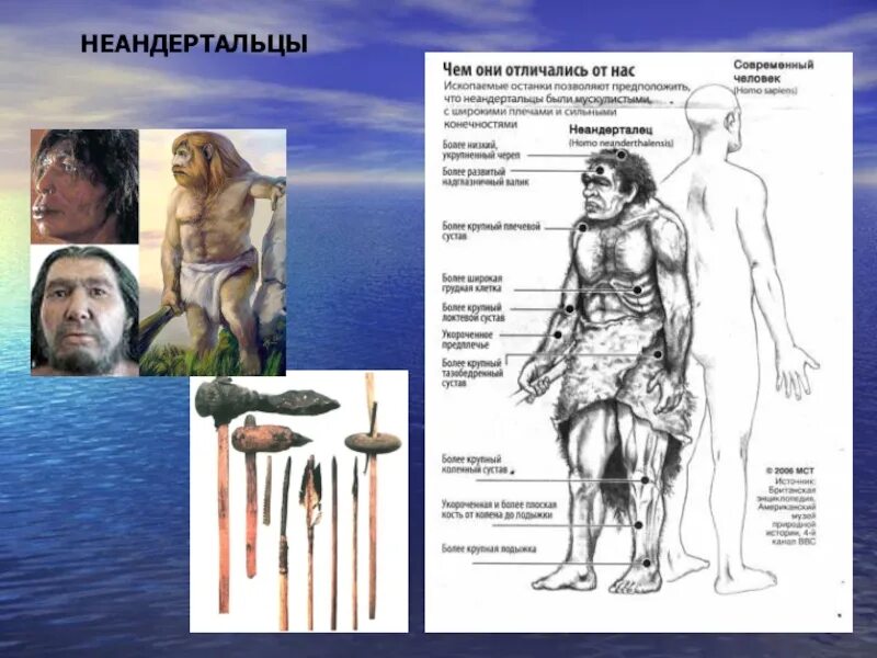 Особенности строения неандертальца. Неандерталец хронологический Возраст. Неандерталец внешний вид кратко. Анатомия неандертальцев. Неандерталец период жизни.